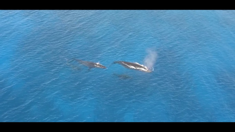 Vue des îles Australes — Baleines à bosse à Rurutu, Polynésie française