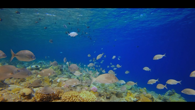 Vue des îles Australes — La pêche récifale, Polynésie française
