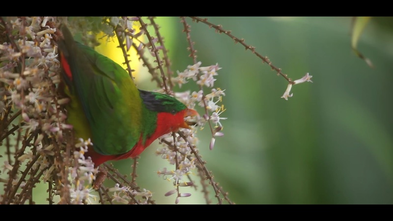 Vue des îles Australes — La conservation du ʻUra à Rimatara, Polynésie française